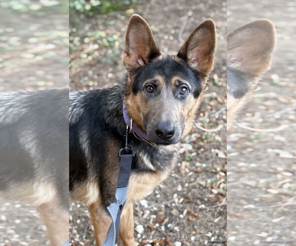 Medium Photo #3 German Shepherd Dog Puppy For Sale in Staten Island, NY, USA