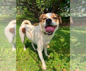 Mutt Dogs for adoption in Candler, NC, USA