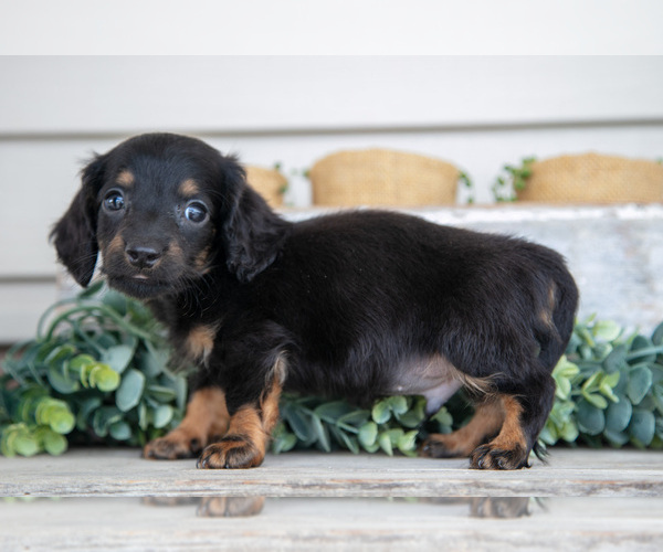 Medium Photo #10 Dachshund Puppy For Sale in NAPPANEE, IN, USA