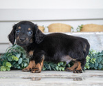 Small Photo #10 Dachshund Puppy For Sale in NAPPANEE, IN, USA