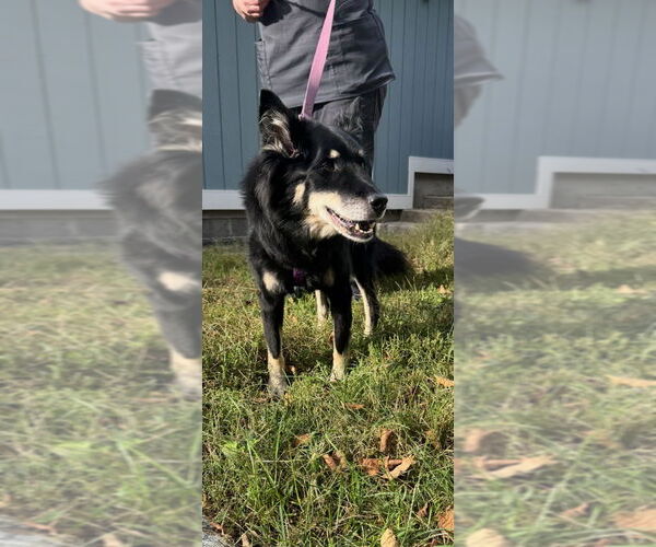 Medium Photo #3 Mutt Puppy For Sale in Stanhope, NJ, USA