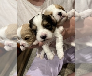 Cavachon Puppy for sale in ABERNATHY, TX, USA