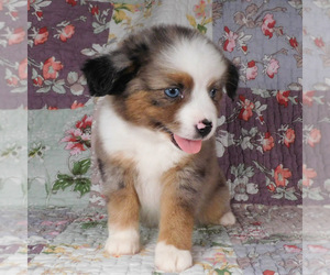 Miniature Australian Shepherd Puppy for sale in HARRISON, OH, USA