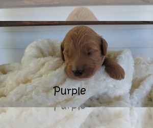 Goldendoodle Puppy for sale in PERRYSVILLE, OH, USA