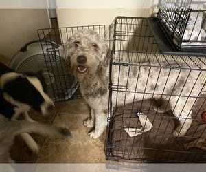 Father of the F2 Aussiedoodle puppies born on 08/14/2020