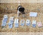 Small Photo #15 Wire Fox Terrier Puppy For Sale in DUNNING, NE, USA