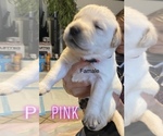 Puppy 1 Golden Labrador