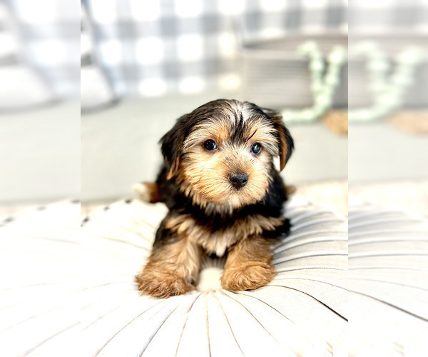 Medium Photo #3 Yorkshire Terrier Puppy For Sale in MARIETTA, GA, USA