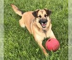 Small German Shepherd Dog Mix