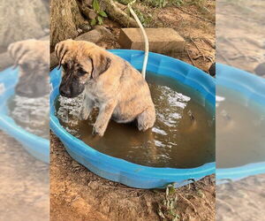 Anatolian Shepherd Dogs for adoption in Horn Lake, MS, USA