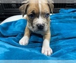 Small Photo #141 American Bully Puppy For Sale in REESEVILLE, WI, USA