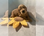 Puppy Lincoln Goldendoodle
