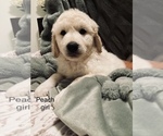 Puppy 8 Goldendoodle-Great Pyrenees Mix