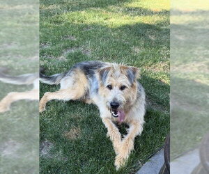 Arthur - Male Poodle (Standard)-Unknown Mix Dog for Adoption - Photo #4