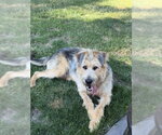 Small #3 Poodle (Standard) Mix