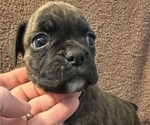Small #1 Boxer