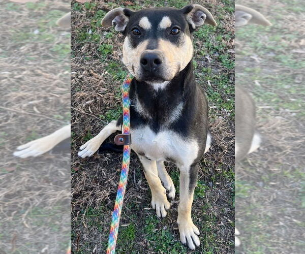 Medium Photo #1 Mutt Puppy For Sale in Tarboro, NC, USA