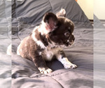 Small #6 French Bulldog