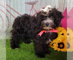Maltipoo-Poodle (Miniature) Mix Puppy for sale in ARTHUR, IL, USA