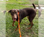 Small #4 Doberman Pinscher Mix