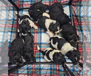 Goldendoodle Litter for sale in SEMMES, AL, USA