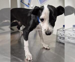 Chihuahua Dogs for adoption in Bakersfield, CA, USA