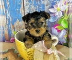 Small #7 Yorkshire Terrier