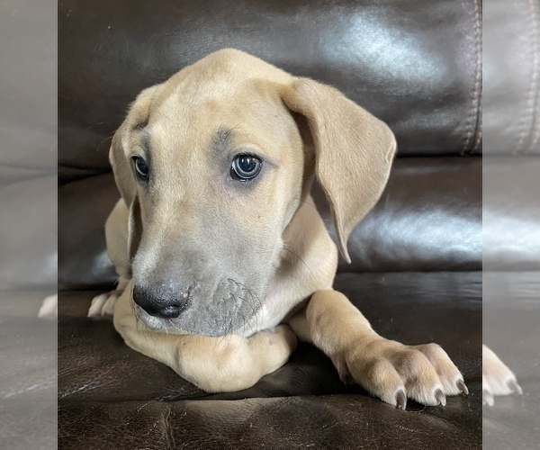 Medium Photo #29 Great Dane Puppy For Sale in CLOVER, SC, USA