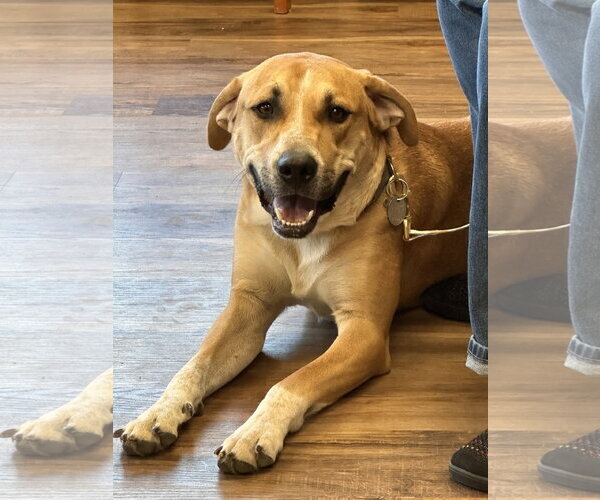 Medium Photo #1 Mutt Puppy For Sale in Polson, MT, USA