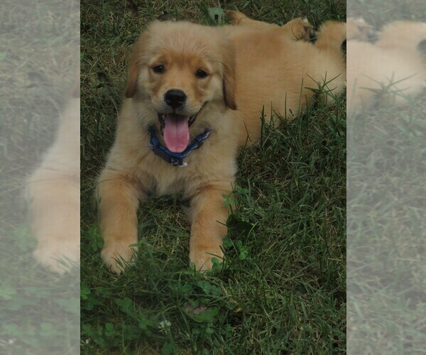 Medium Photo #4 Golden Retriever Puppy For Sale in MECHANICSVILLE, MD, USA