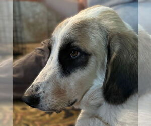 Lizzy - Female Great Pyrenees Dog for Adoption - Photo #7