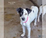 Small #2 Great Dane Mix