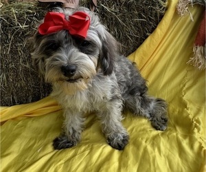 Maltipoo Puppy for sale in LANCASTER, MO, USA