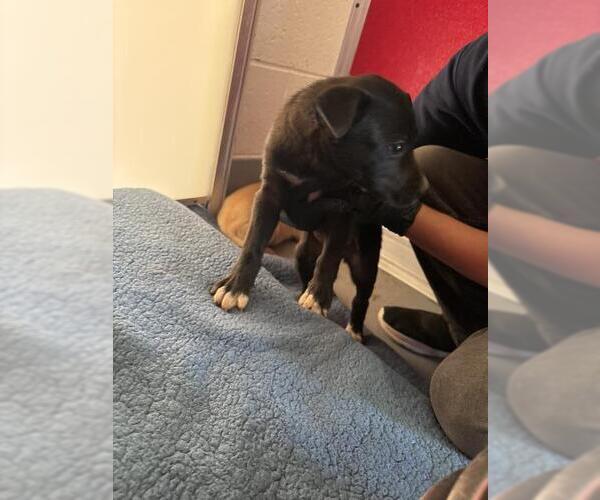 Medium Photo #1 Mutt Puppy For Sale in Visalia, CA, USA