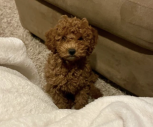 Maltipoo Puppy for sale in SEVERN, MD, USA