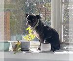 Small #4 Bulldog