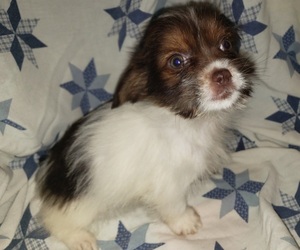 Shorkie Tzu-Yorkshire Terrier Mix Puppy for sale in WALSH, IL, USA