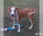 Small #3 Labrador Retriever-Retriever  Mix