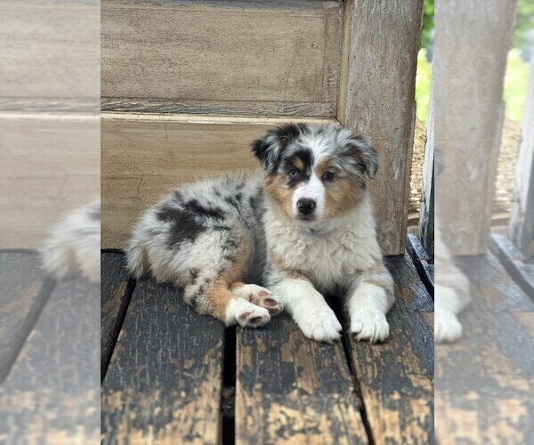 Medium Photo #2 Australian Shepherd Puppy For Sale in SANDUSKY, OH, USA