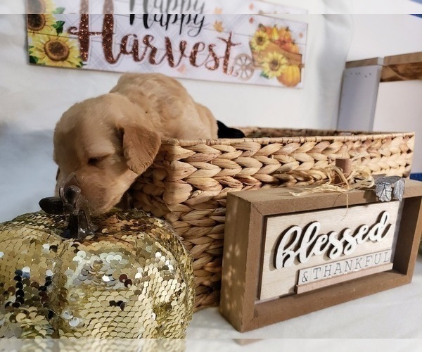 Medium Photo #4 Labradoodle Puppy For Sale in SAN ANTONIO, TX, USA