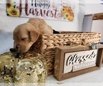 Small Photo #4 Labradoodle Puppy For Sale in SAN ANTONIO, TX, USA
