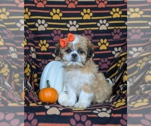 Shih Tzu Puppy for sale in OXFORD, PA, USA