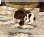 Small Brittany