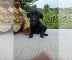 Small #1 Labrador Retriever Mix