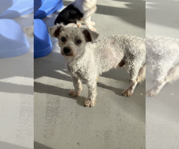 Medium Photo #2 Mutt Puppy For Sale in Studio City, CA, USA