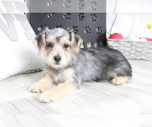 Yo-Chon Puppy for sale in MARIETTA, GA, USA