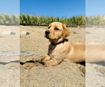Small #5 Labrador Retriever