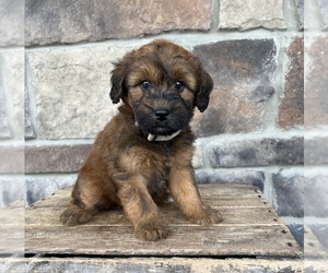 Whoodle (Miniature) Puppy for sale in MIDDLEBURY, IN, USA