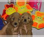 Small Photo #6 Goldendoodle Puppy For Sale in BARNUM, IA, USA