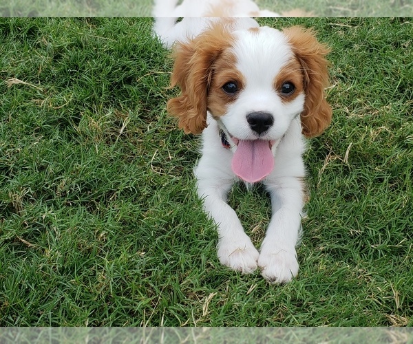 Medium Photo #3 Cavalier King Charles Spaniel Puppy For Sale in FRISCO, TX, USA